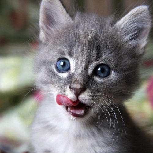 cutecat